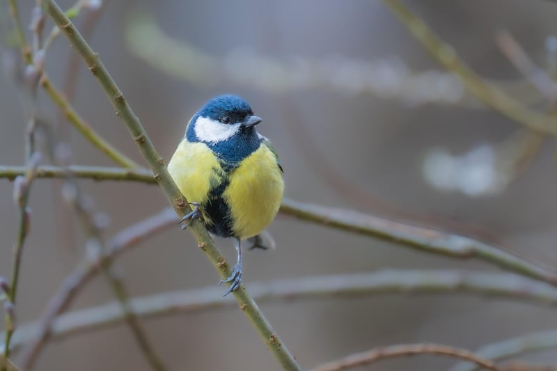 Bird Watching Tours