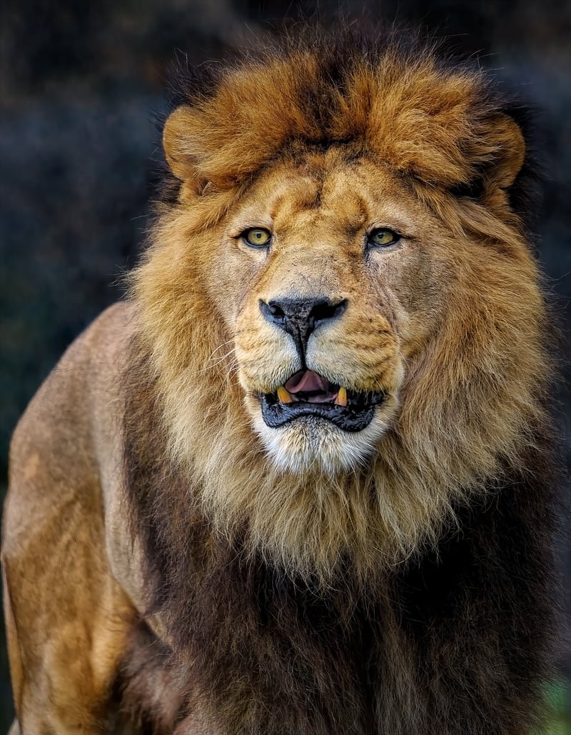 Lion Safari in Kenya